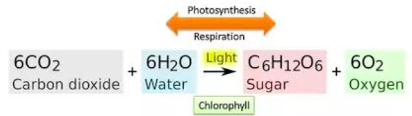 Photosynthesis, figure 1