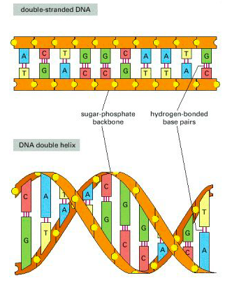 DNA – GCSE Biology (Triple) AQA Revision – Study Rocket