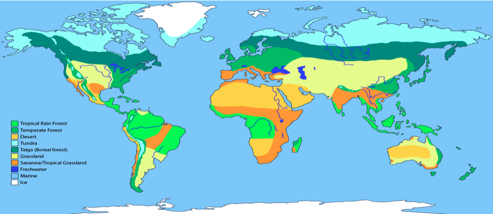 Global Biomes – GCSE Geography B Edexcel Revision – Study Rocket