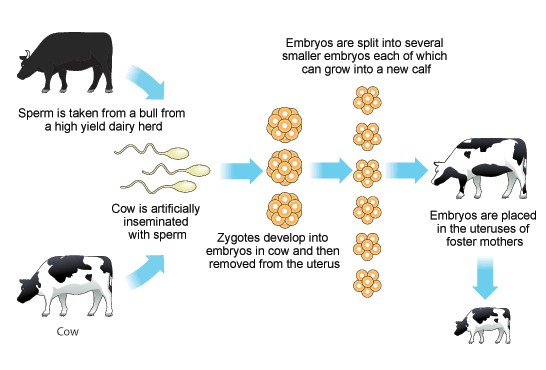 Artificial Breeding and Genetic Engineering, figure 2