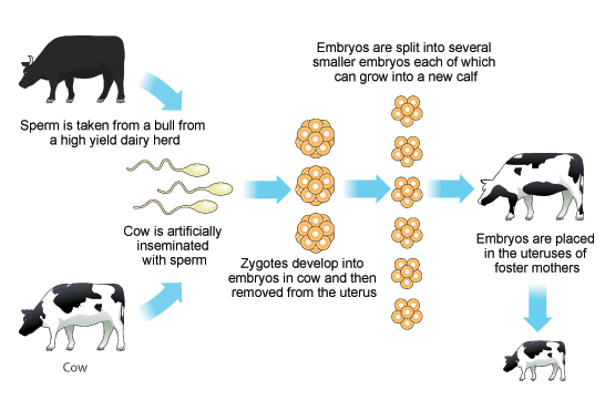 selective breeding diagram