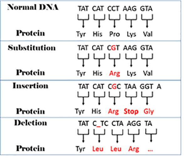 DNA and Reproduction GCSE Biology Science) Edexcel Revision