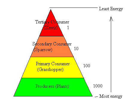 Pyramids of Biomass, figure 1
