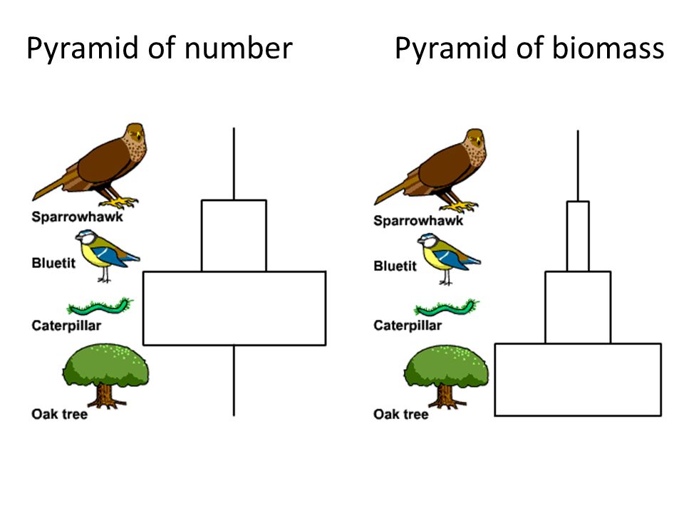 Pyramids of Biomass, figure 1