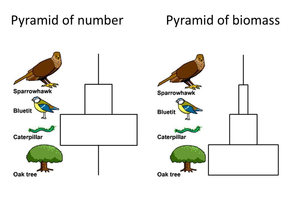 Pyramids of Biomass – GCSE Biology (Triple) AQA Revision – Study Rocket