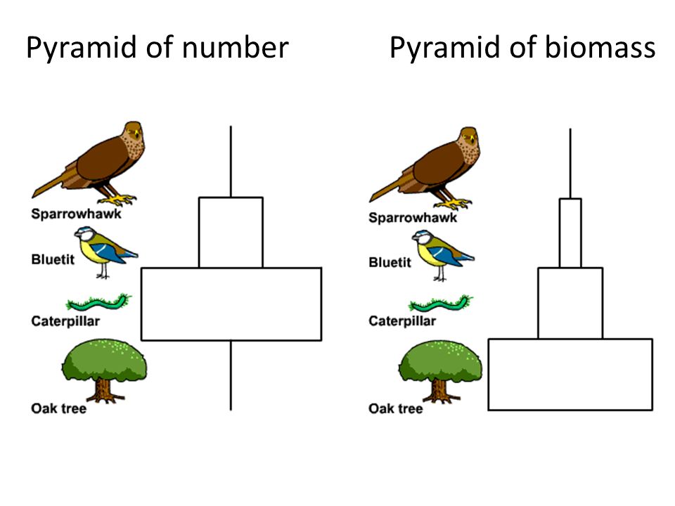 Biomass Diagrams Vrogue co