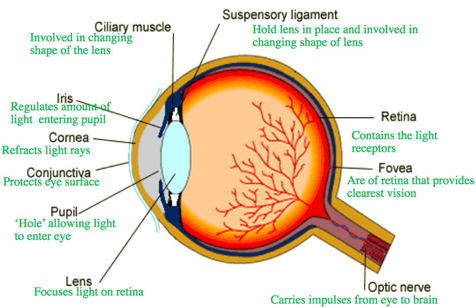 diagram of the eye gcse biology