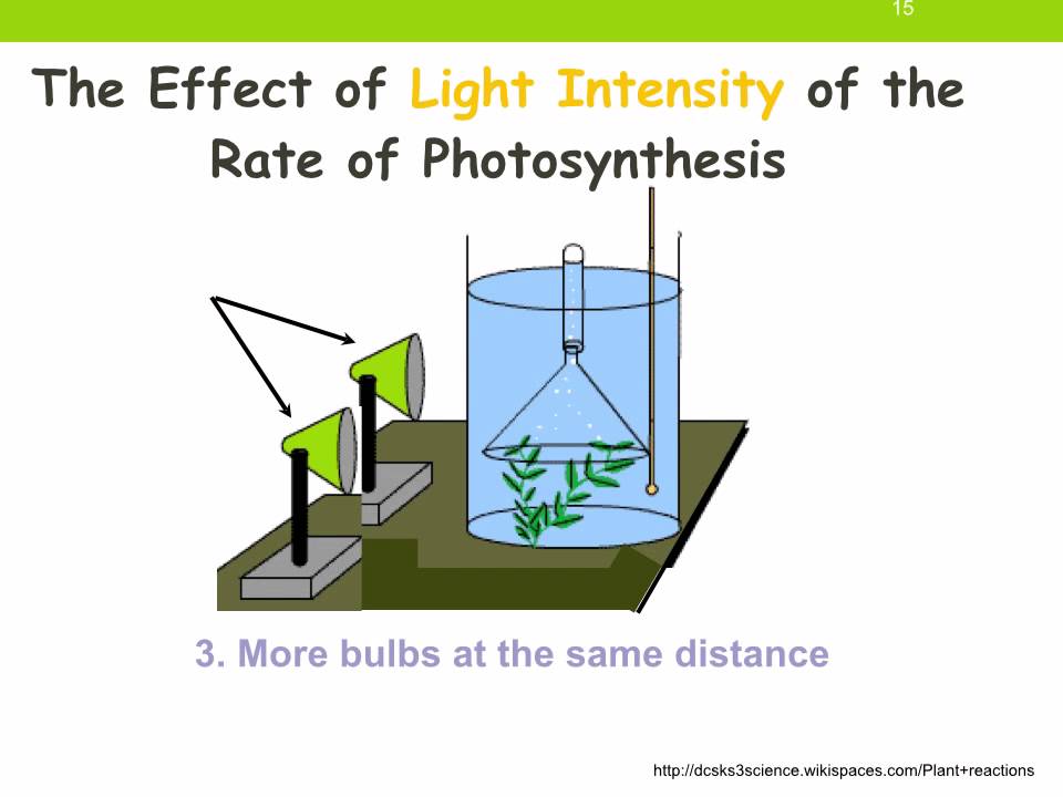 determine hypothesis variables and controls in photosynthesis investigations