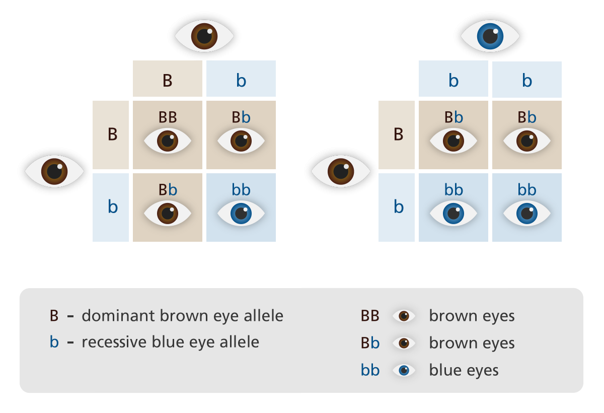 homozygous-vs-heterozygous-differences-between-genetic-alleles