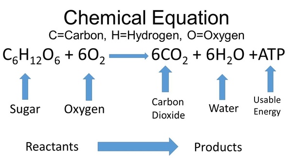 cellular-respiration-gcse-biology-triple-aqa-revision-study-rocket