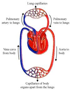Heart and Lungs, figure 2