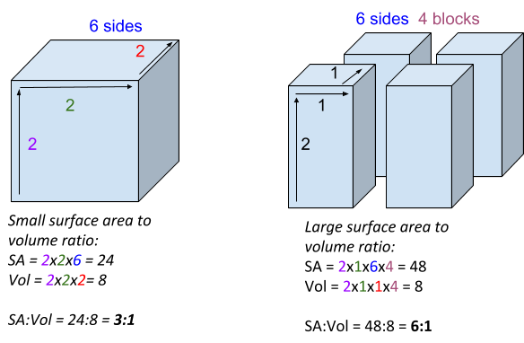 Exchange Surfaces and Substances, figure 2