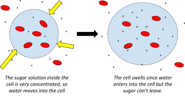 Transport in Cells, figure 1