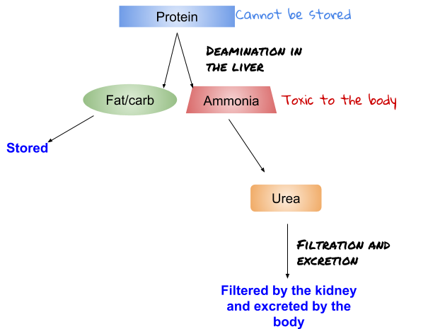 The Endocrine System, figure 1