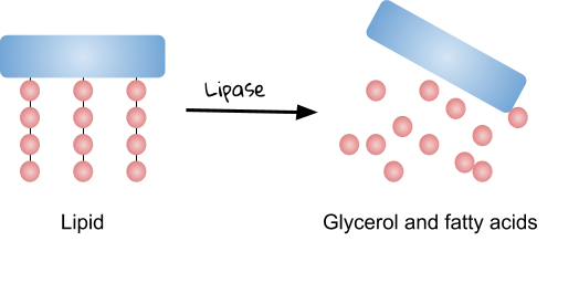 Enzymes and Digestion, figure 3