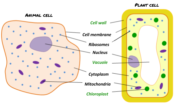 Cell Structure – GCSE Biology (Combined Science) Edexcel Revision – Study  Rocket