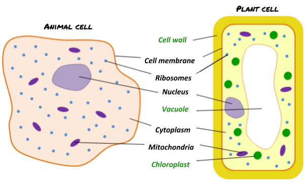 simple animal cell structure