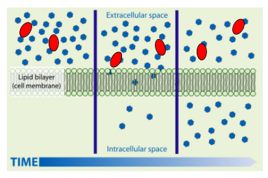 Transport in Cells, figure 2