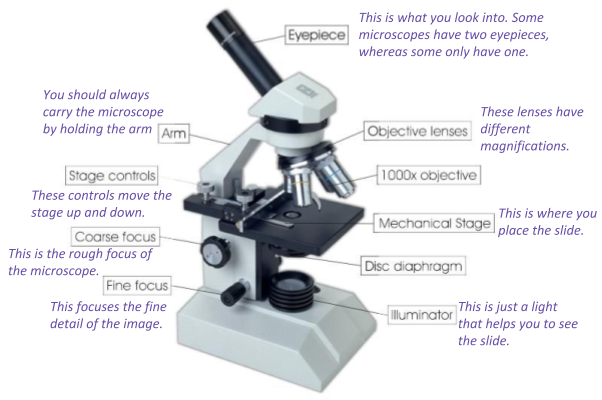 Microscopy, figure 2