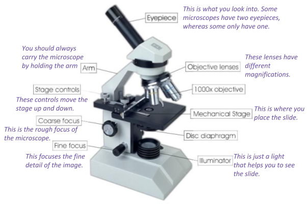 Microscopy – GCSE Biology (Combined Science) Edexcel Revision – Study ...