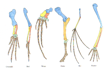 Darwin – GCSE Biology Edexcel Revision – Study Rocket