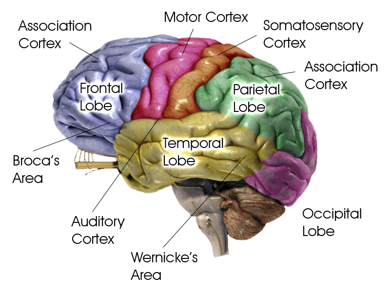 Biopsychology – A Level Psychology AQA Revision – Study Rocket