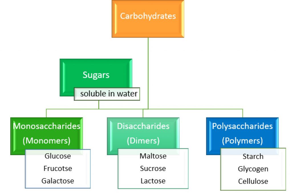 Bioenergetics, figure 1